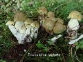 Tricholoma rapipes-amf2161